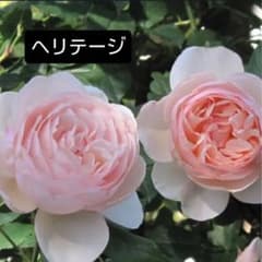 ヘリテージ ER バラ苗 挿し木苗 強香 強健 5号鉢 薔薇 苗 ぶどう付きのサムネイル