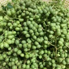 朝採り山椒の実　200g以上のサムネイル