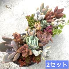 多肉植物詰め合わせ☆寄せ植え2セット☆❣️カット苗、根ありや微根の抜き苗mix❣️のサムネイル