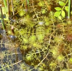 ムジナモ　６株　食虫植物のサムネイル