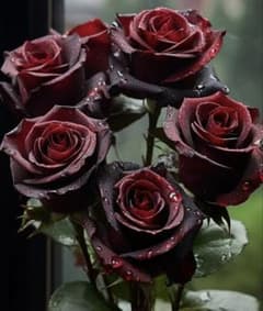 切りバラ苗　【黒珍珠】 黒赤バラ　レア　開花済み　ポットごとメルカリ便発送 切りバラ苗 【黒珍珠】 黒赤バラ レア 開花済み ポットごとメルカリ便発送