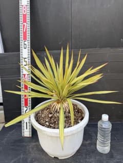 特大　ユッカ バナナスプリット　約100cm 緑と黄色のストライプ 特大 ユッカ バナナスプリット 約100cm 緑と黄色のストライプ 特大