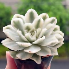 パープルバタフライ錦 抜き苗 多肉植物 2号鉢 エケベリア - メルカリ