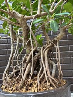 ✴*読様 フィカス 観葉植物 尖閣ガジュマル - メルカリ