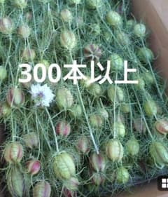 ニゲラの実 300本以上 7日収穫　7日発送のサムネイル