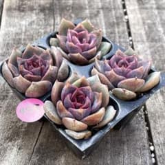 NEW❗️445多肉植物 パープルローズ 抜き苗 寄せ植え 4苗セット