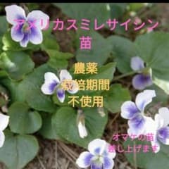 アメリカスミレサイシン　オーガニック　苗　ヘビイチゴとエリゲロン付き アメリカスミレサイシン オーガニック 苗 ヘビイチゴとエリゲロン付き