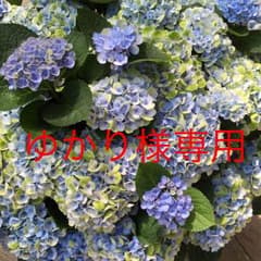 ☆ゆかり様専用☆のサムネイル