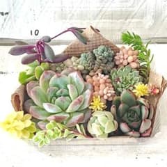 多肉植物 カット苗 No.1338 寄せ植えセット カット苗セット 多肉弁当