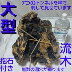 大型流木 抱石付き 複雑な洞穴構造 約6.8kgのサムネイル