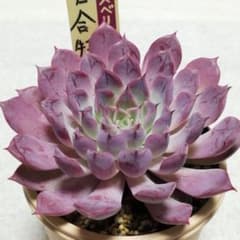 メルカリ便】 百合牡丹 ミックスベリア 多肉植物 おらいさん苗 - メルカリ