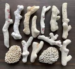 天然珊瑚✴︎根付きテーブルサンゴ ガラスケース付き No570 大きめサンゴ 渋色 天然珊瑚 サンゴセット デスロック - メルカリ