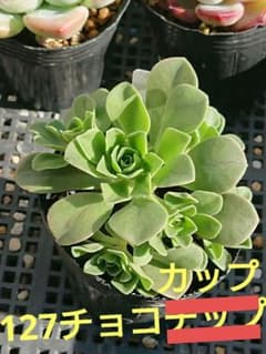 ☆多肉植物☆127チョコチップ・アエオニウム年末セール☆ - メルカリ