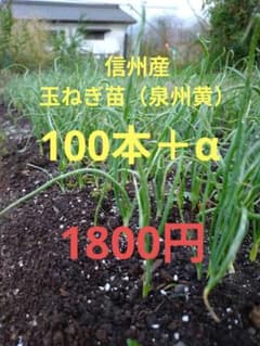 玉ねぎ苗（泉州黄）のサムネイル