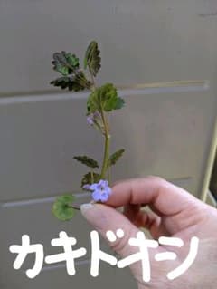 カキドオシ　抜き苗　根付き　　５本のサムネイル