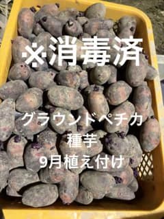 秋植えジャガイモ】※消毒済 グラウンドペチカ（デストロイヤー)1.2キロ