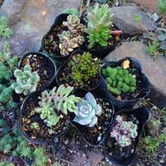 多肉植物　セダム　小梅　おもち　スプリングワンダー×乙女心　オーロラのサムネイル