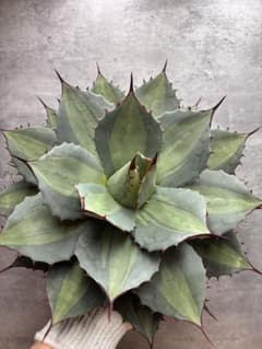 太*ん様 アガベ パリー ホーチエンシス 斑入り 吉祥天錦 超特大株 写真株出品 アガベ パリー ホーチエンシス 斑入り 吉祥天錦 超特大株 写真株出品