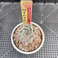 そわそわ おらいさん苗 カット苗 - メルカリ