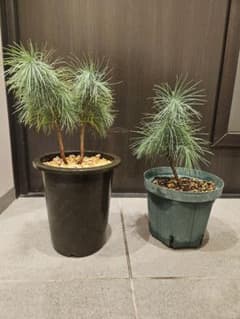 マルチネスピニョンマツ　2株 マルチネスピニョンマツ 2株