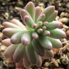 虹の玉　オーロラ　抜き苗1本　Aのサムネイル