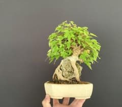 白木盆栽園 石付き楓 樹高23センチ小品盆栽紅葉モミジ欅ケヤキ観葉植物