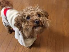 KA様専用のサムネイル