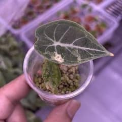 アロカシア ワトソニアナ ピンク アルボ 斑入り - メルカリ