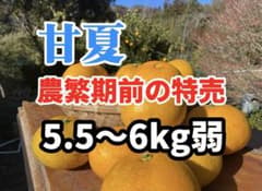 甘夏 5.5〜6kg 約14〜15個入り　農薬不使用　農繁期前につき売り切り特売のサムネイル