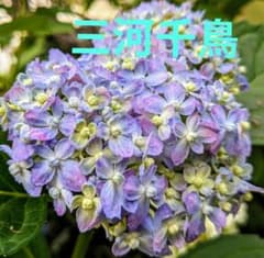 ヤマアジサイ 三河千鳥 山アジサイ 紫陽花 苗 庭植え 鉢植え - メルカリ