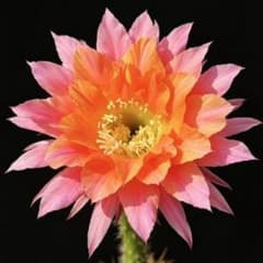 モーニングマジック カキコ 新品種花サボテン エキノプシス属 複色