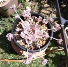 多肉植物 子持ち蓮華錦 子持ち蓮華錦の基本情報・育て方｜多肉植物・サボテン図鑑｜みんなの