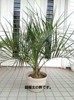ココスヤシ　高さ鉢底から1m 23cm ココスヤシ 高さ鉢底から1m 22cm - メルカリ
