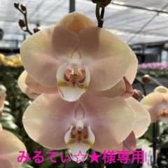 ミディー胡蝶蘭　タニータニー　 メルカリ便　Sun Kisses ミディー胡蝶蘭 Reyoung Suna 花芽あり。&Orange Girl苗 - メルカリ