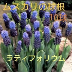 ムスカリの球根 10球 ラティフォリウム 紫のサムネイル