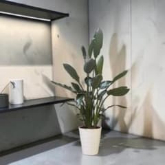 yunon様】ストレリチア レギネ♪ 127cm 3株植え♪ - メルカリ
