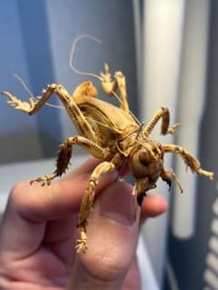 種小名付】モンストローサマキバネコロギス 昆虫標本バッタ キリギリス