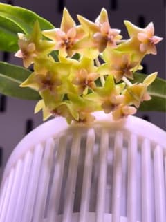 珍種ホヤ Hoya platycaulis サクララン - メルカリ