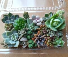 多肉植物寄せ植えセットのサムネイル