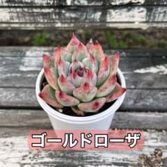 ゴールドローザ モキ苗 カット苗 抜き苗 多肉 - メルカリ