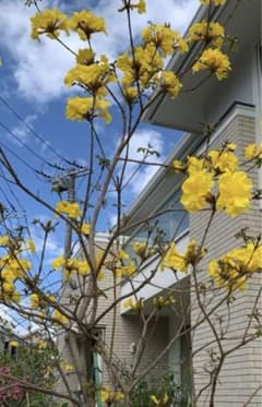 庭木に最高 イペーの苗木 春に黄色の花が咲く希少な木で成長も早い