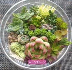 多肉植物 寄せ植えセット カット苗 多肉弁当 - メルカリ