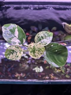 【激レア】アヌビアス 斑入り キング 希少種 水草のサムネイル