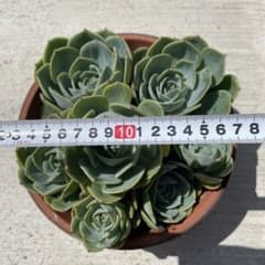 多肉植物 七福神 7個 カット苗 詰め合わせ - メルカリ