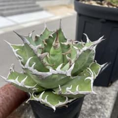 アガベ チタノタ オテロイ シーザー - メルカリ