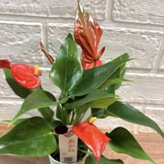 レア♡ミニアンスリウム♡あかね♡茜♡2号♡ポットごと宅急便