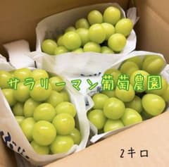 山梨県産採れたてシャインマスカット 2kgのサムネイル