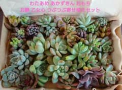 つぶつぶ屋さん わたあめ あかずきん入り セダム エケベリア寄せ植えセットのサムネイル