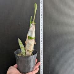 洋蘭タケノコランCtsm.pileatum'Jumbo Green Gold' - メルカリ