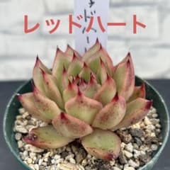 多肉植物 エケベリア レッドハート 抜き苗 - メルカリ
